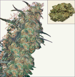 Haze19xSkunk cannabis zaden